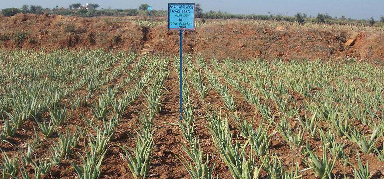 Aloe Vera Plants Cultivation in India 