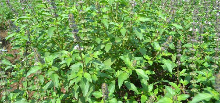 Tulsi Cultivation in India