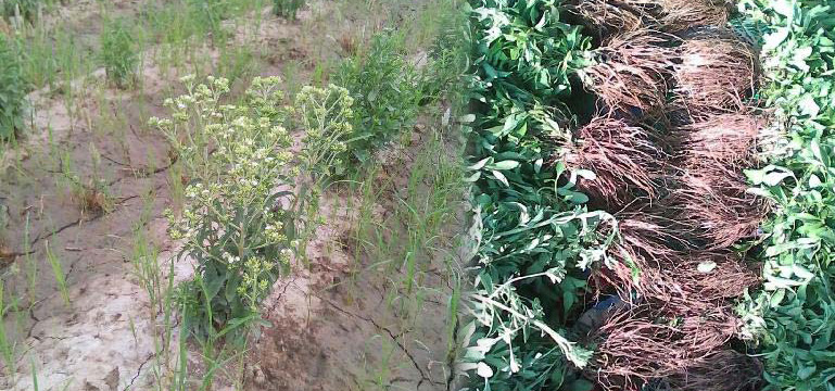 Stevia Plants Cultivation 