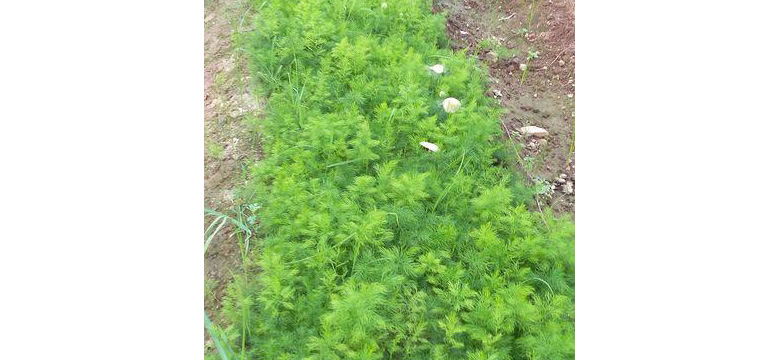 Nepali shatavari Plants cultivation in India