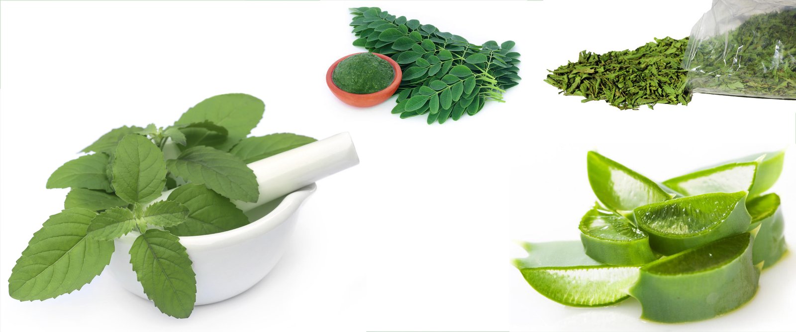 SSP GROUP OF COMPANIES Herbal Products Organic Products Cultivation