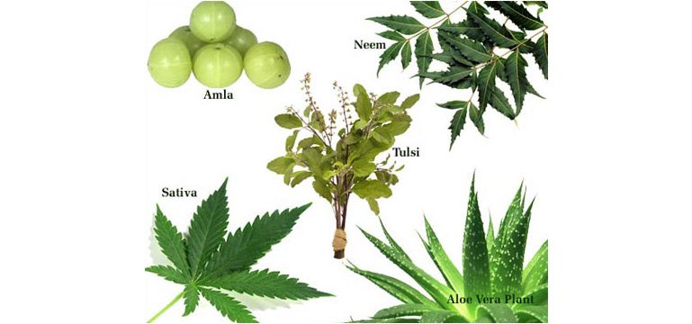 Medicinal farming Training Program