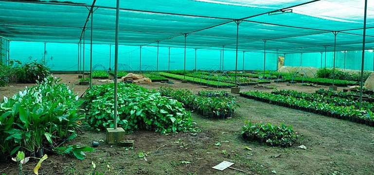 Horticulture Plants 
