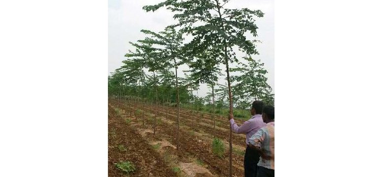 Malabar Neem teak plant 