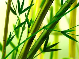 Aloe Vera Plants Cultivation in India 
