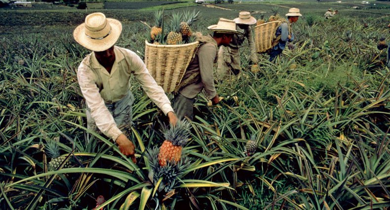 Aloe Vera Plants Cultivation in India 
