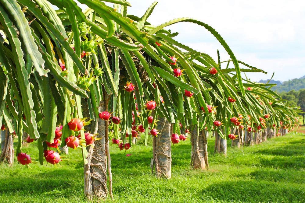 Aloe Vera Plants Cultivation in India 