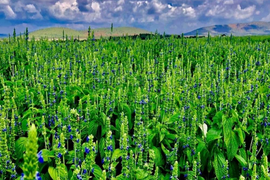 Chia Seed Contract Farming